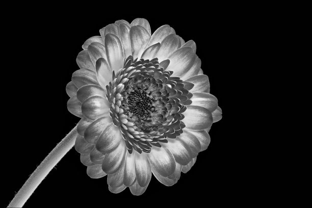 非洲菊黑色和白色，灰色与黑色背景图片下载