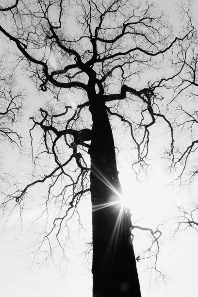 令人毛骨悚然的树图片下载