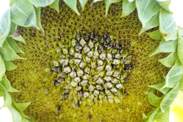 一朵中间有葵花籽的枯萎的太阳花图片下载