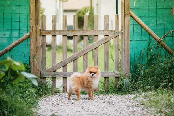 绿巨人图片下载