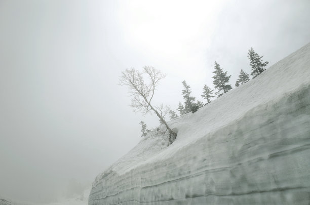 冬天，树枝和地面被雪覆盖图片下载