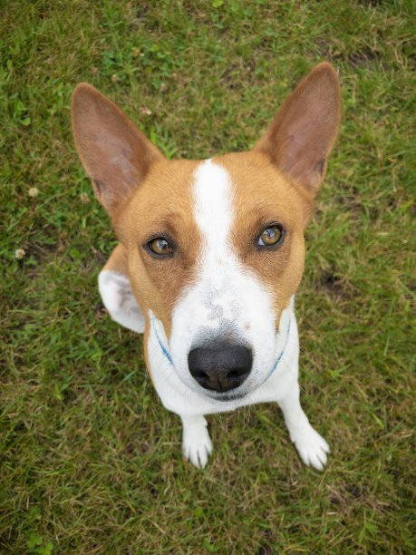 俯视图上可爱的巴森基狗坐在绿色的草坪上，向上看图片下载