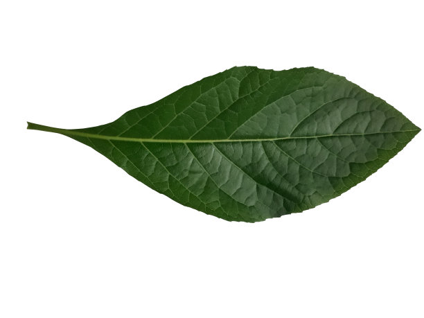 天竺葵图片下载