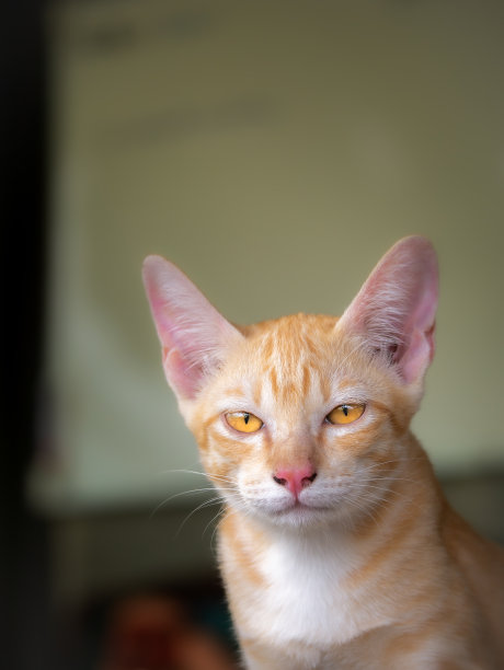 黄色小猫温柔的凝视图片下载