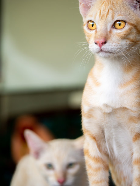 黄色小猫站着观察图片下载