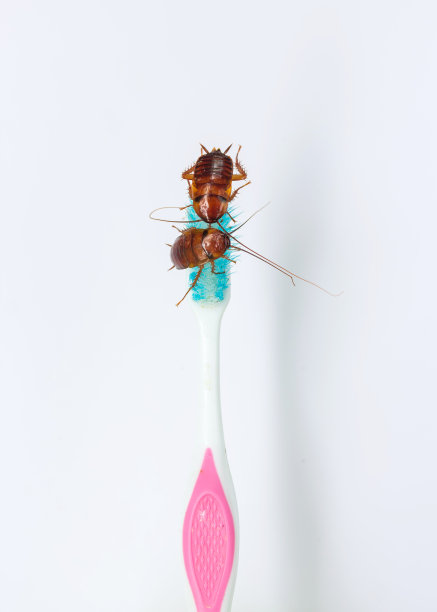 蟑螂被牙刷隔离在白色背景上图片下载
