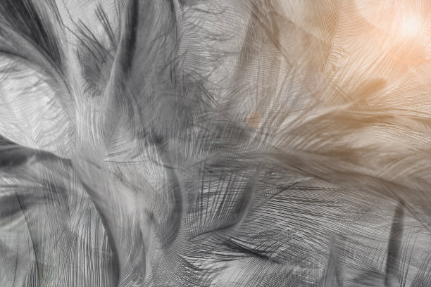 美丽的黑色羽毛图案纹理背景图片下载