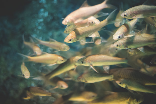 小鱼成群地游在一起。图片下载