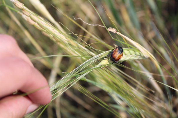 田里的小麦穗上的甲虫图片下载