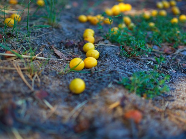 野黄梅落在森林里的土壤上图片下载