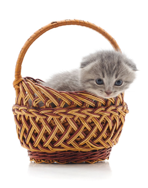 篮子里的小猫。图片下载