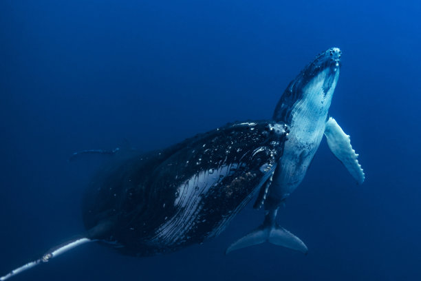 蓝水中的母座头鲸和幼鲸图片下载