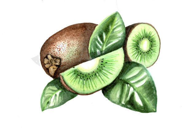 水彩猕猴桃艺术品图片下载