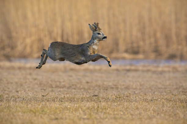 奔跑的狍，在冬天奔跑。图片下载