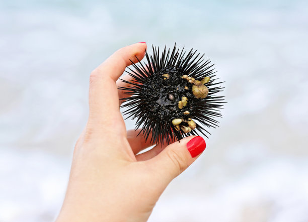 女人的手在海滩上牵着一只黑色海胆的特写图片下载