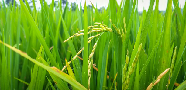 以绿草为背景的水稻植物图片下载
