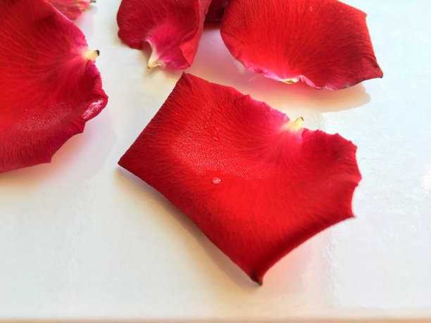 红玫瑰花瓣和雨滴从开花和洒在地板上孤立的白色背景图片下载