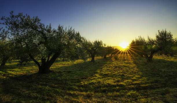 夕阳图片上的橄榄树与太阳耀斑在一个阳光明媚的秋天在西班牙-图像图片下载