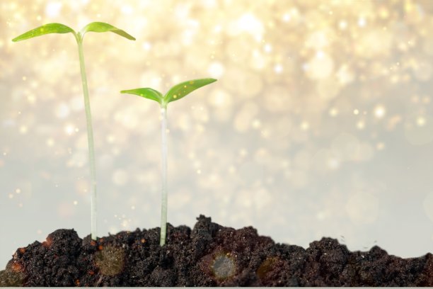 幼苗。图片下载