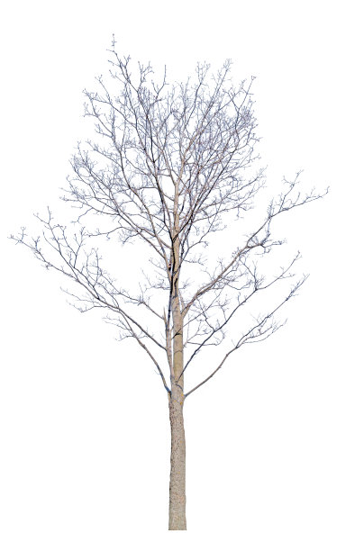 有光秃秃树枝的孤立的冬季树图片下载
