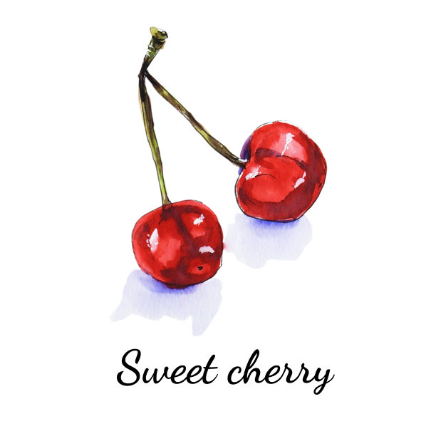 水彩红色多汁樱桃。草图。手绘食物插图。图片下载