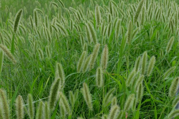 自然界的绿色狐尾草。图片下载