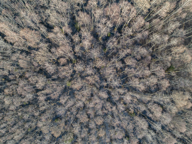 森林的鸟瞰图图片下载
