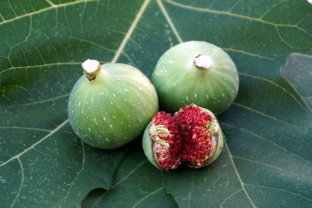 两个未成熟的无花果上面有乳白色的汁液，下面有一个裂开了图片下载