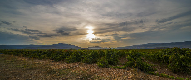 葡萄园的全景照片在春天的暴风雨天太阳升起与天空的灰色云彩-图像图片下载