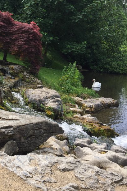 在爱尔兰基尔代尔的花园池塘和天鹅图片下载