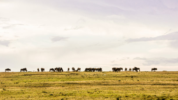 肯尼亚。一群野兽逼近地平线图片下载