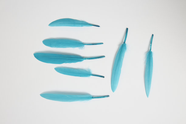 白色背景上的鸟的羽毛图片下载