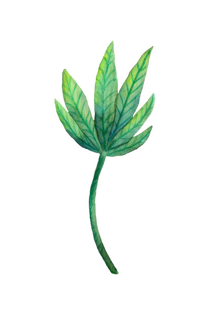水彩羽扇豆。明亮多彩的绿叶孤立在白色背景上图片下载