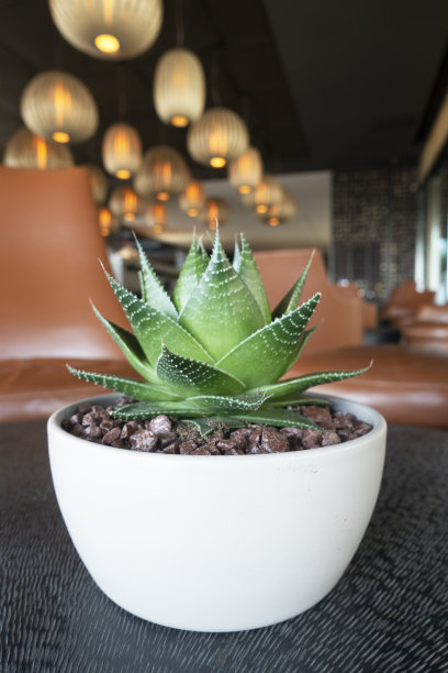 桌子背景上的盆栽仙人掌。图片下载