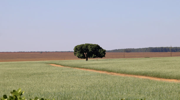 草原上的一棵树图片下载