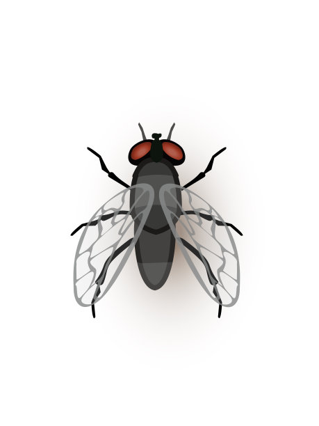 苍蝇，小昆虫平面矢量插图图片下载