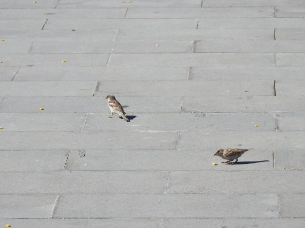麻雀的叽叽喳喳在我们的心灵中根深蒂固，世界麻雀日，麻雀形象，树麻雀图片下载