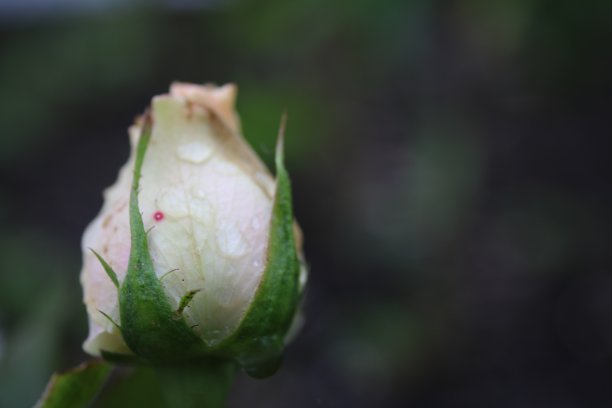 白玫瑰花蕾图片下载