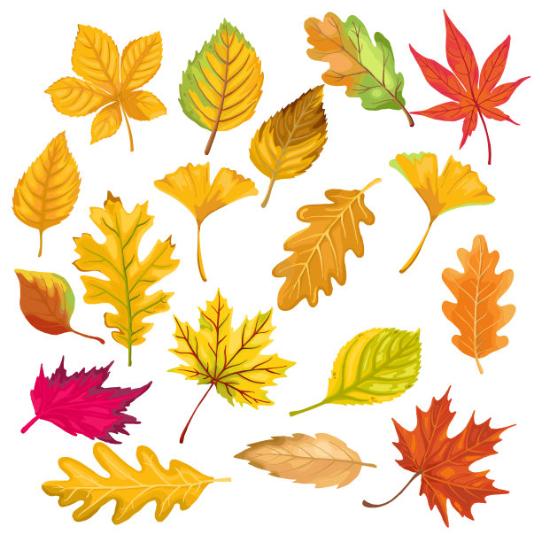 秋叶孤立在凋零的背景上图片下载