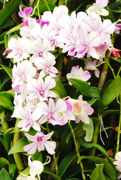 绿色枝上盛开的粉红色兰花图片下载