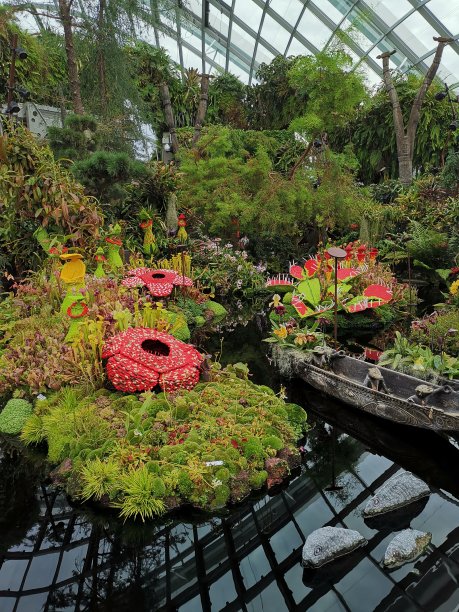 的野花图片下载