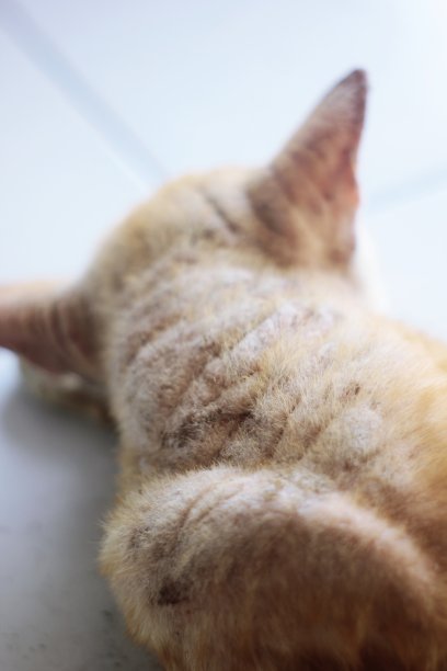 动物的皮肤疾病图片下载