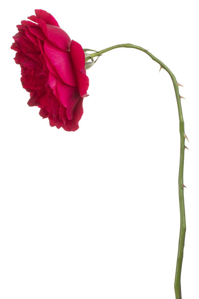 花孤立在白色上图片下载