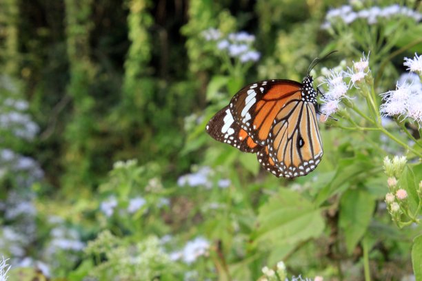 蝴蝶(Danaus genutia)授粉。这种蝴蝶在印度也被称为斑纹虎，以区别于同样常见的普通虎，斑纹虎。图片下载