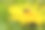 近距离拍摄的蜜蜂授粉在明亮的香菜花。图片下载