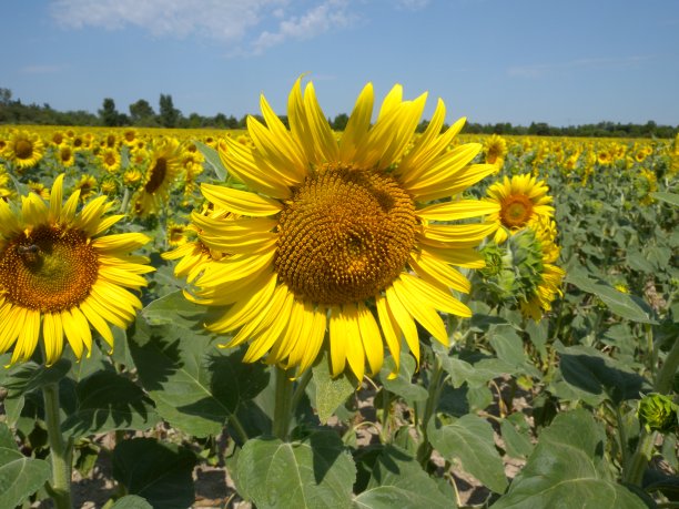 田野里的向日葵图片下载