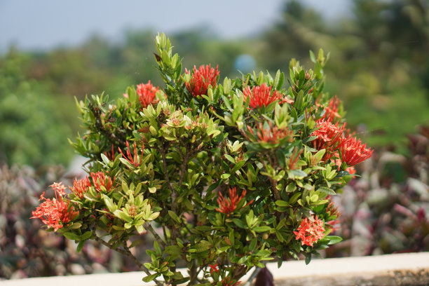 漂亮的红花在房子附近。绿色草坪的草坪。库存图片背景图片下载