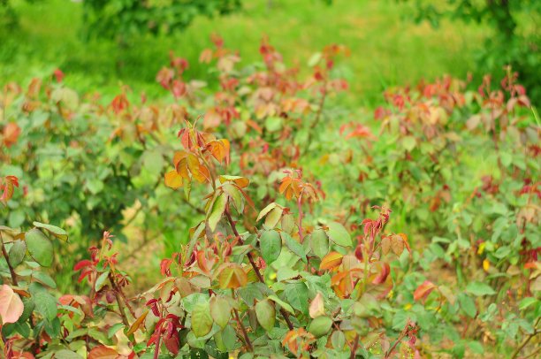 一片没有花蕾的玫瑰花丛图片下载