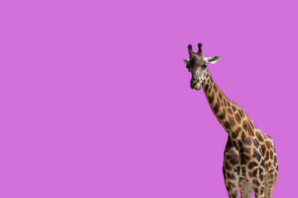 一只长颈鹿在粉红色的背景上伸出舌头图片下载