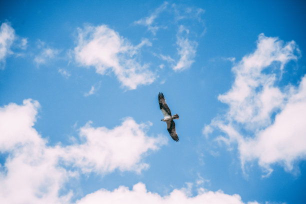像鸟一样自由图片下载